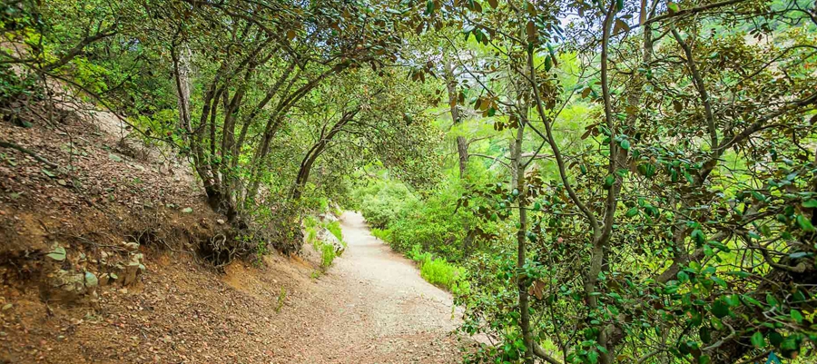 Agia Eirini - Limeria (Linear) - Lefkosia (Nicosia) District, Adelfoi Forest Nature Trail image